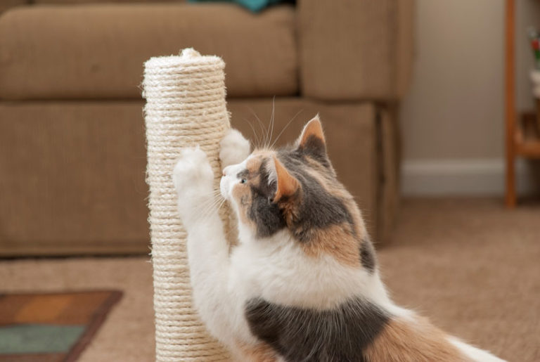 How to Stop Cats From Scratching Furniture?