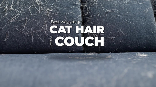 How to Remove Pet Hair From Couch